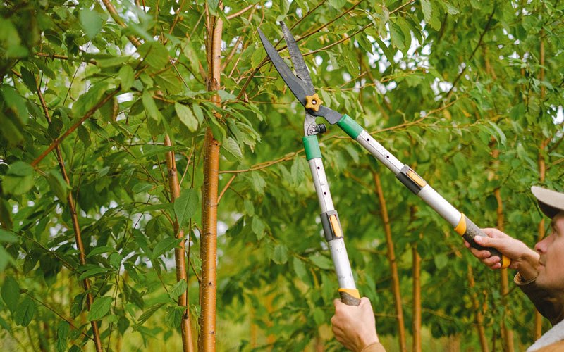 Tree trimming in Rodessa, LA